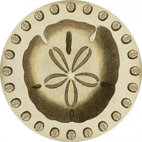 Traditional Coastal Collection C