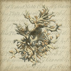 Traditional Coastal Collection G