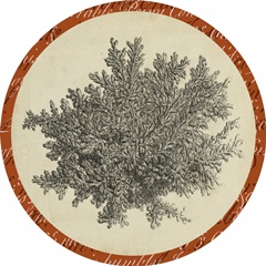 Traditional Coastal Collection M