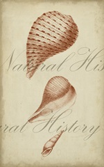 Traditional Coastal Collection P