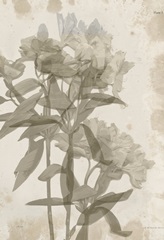 Tulip and Wildflower Collection D