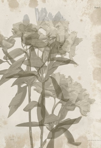 Tulip and Wildflower Collection D