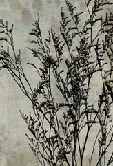 Tulip and Wildflower Collection E