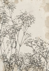 Tulip and Wildflower Collection F