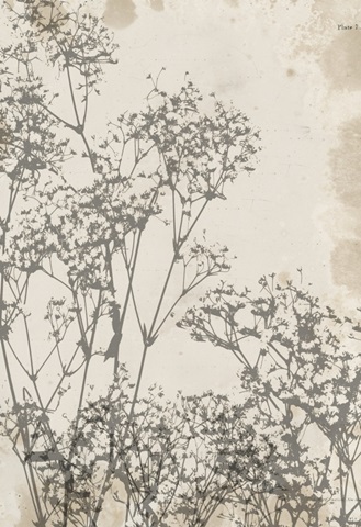 Tulip and Wildflower Collection F