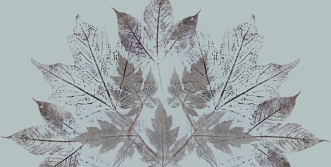 Autumn Songbird Collection H