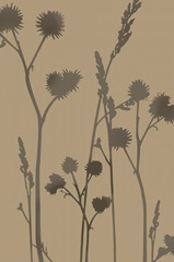 Birds and Wildflowers Collection D