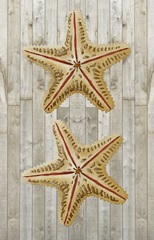 Palm Beach Collection F