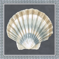 Shells on Slate Collection A