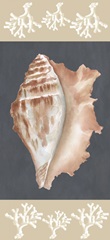 Shells on Slate Collection B
