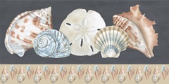 Shells on Slate Collection C
