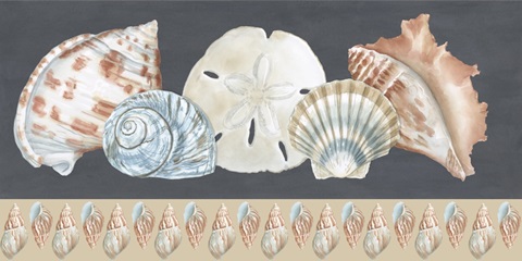 Shells on Slate Collection C