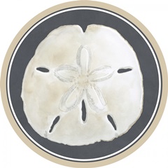 Shells on Slate Collection E