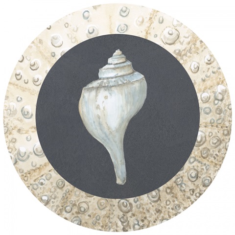 Shells on Slate Collection F