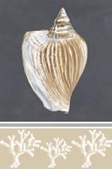 Shells on Slate Collection G