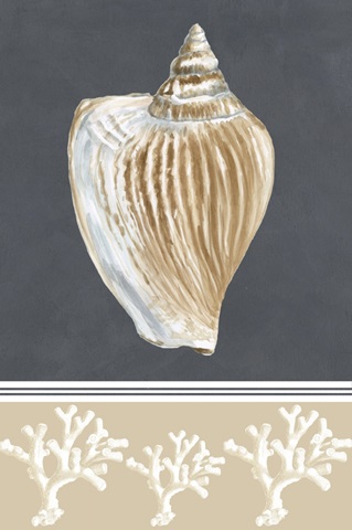Shells on Slate Collection G
