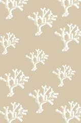 Shells on Slate Collection H