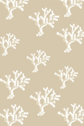 Shells on Slate Collection H