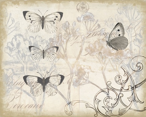 Sunset Lace Collection A