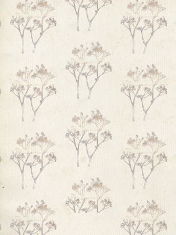 Sunset Lace Collection B