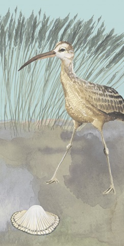 Beach Birds Collection B