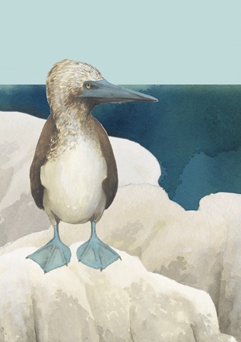 Beach Birds Collection D