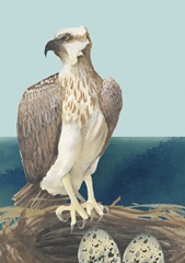 Beach Birds Collection F