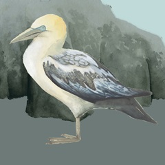 Beach Birds Collection G