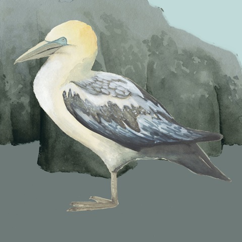 Beach Birds Collection G