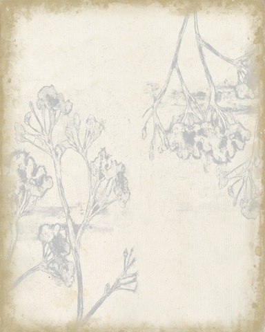 Sunset Lace Collection D