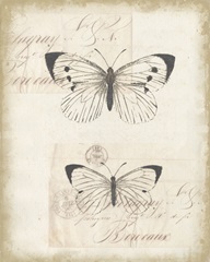 Sunset Lace Collection E