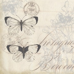 Sunset Lace Collection G