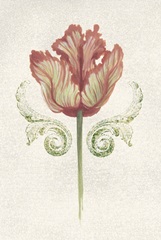 Twin Tulips Collection E