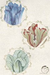 Twin Tulips Collection F