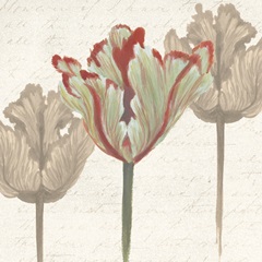Twin Tulips Collection G