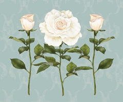 Cream Rose Collection A