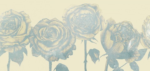 Fairyflies Collection C