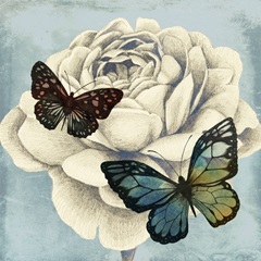 Fairyflies Collection E