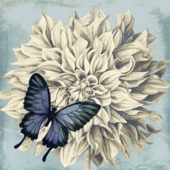 Fairyflies Collection F