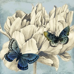 Fairyflies Collection G