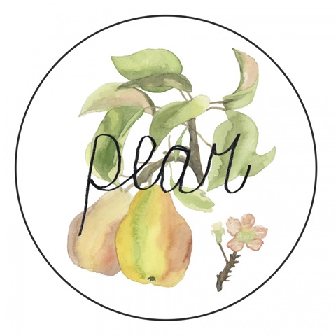 Fruit Medley Collection E