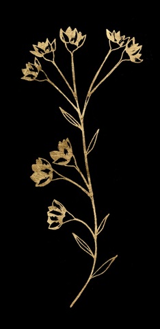 Golden Anemone Collection B