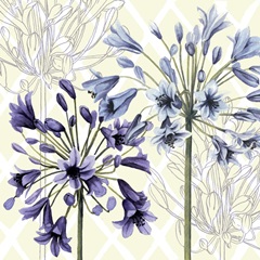 Hummingbird Dance Collection A