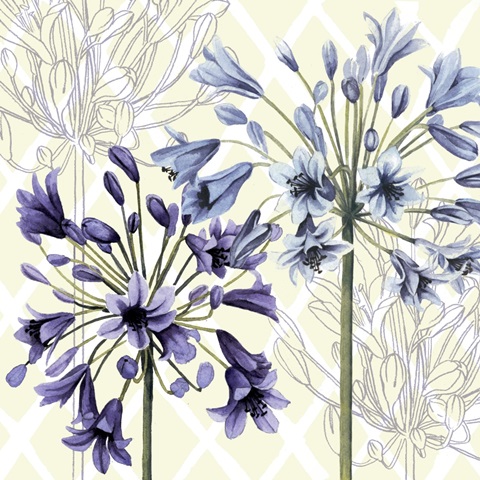 Hummingbird Dance Collection A