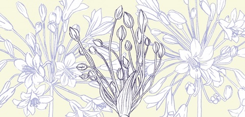 Hummingbird Dance Collection C