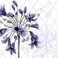 Hummingbird Dance Collection F