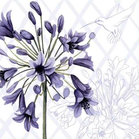 Hummingbird Dance Collection F