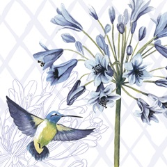 Hummingbird Dance Collection G