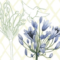 Hummingbird Dance Collection H