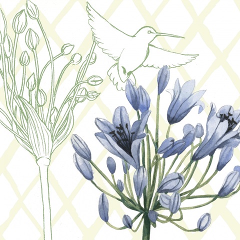 Hummingbird Dance Collection H